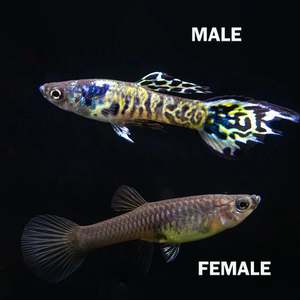 Out Of Stock Fish: Tiger Endler