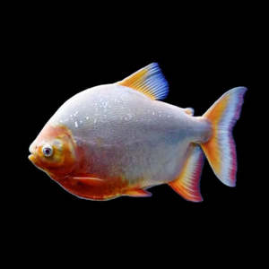 Out Of Stock Fish: Albino Red Belly Pacu