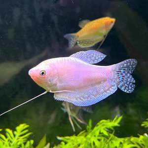 Out Of Stock Fish: Platinum Gourami