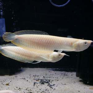 Out Of Stock Fish: Albino Silver Arowana