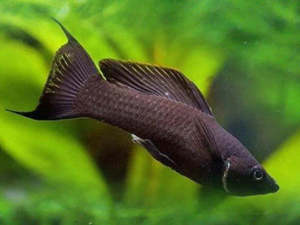 Out Of Stock Fish: Black Lyretail Molly