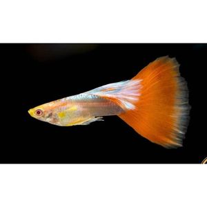 Out Of Stock Fish: Albino Red Tail Blue Guppy (Male)