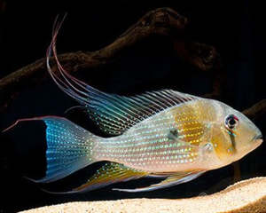 Out Of Stock Fish: Threadfin Acara