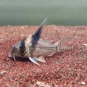 Out Of Stock Fish: Highfin Spotted Cory (CW027)