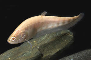 Out Of Stock Fish: Albino Clown Knife