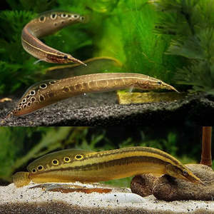Out Of Stock Fish: Peacock Eel