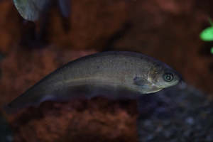 Out Of Stock Fish: African Knife Fish