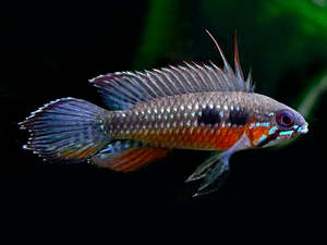 Out Of Stock Fish: Apistogramma Elizabethae (Females)