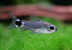 Out Of Stock Fish: Hastatus Cory