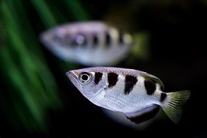Out Of Stock Fish: Banded Archer