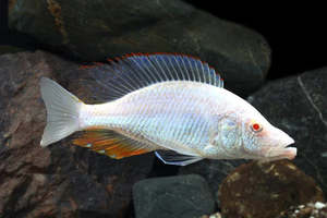 Out Of Stock Fish: Albino Eye Biter