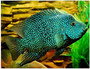 Out Of Stock Fish: Carpintis Cichlid