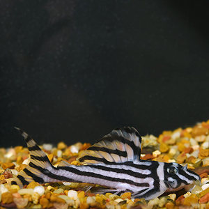 Pleco: Zebra Pleco (L046)