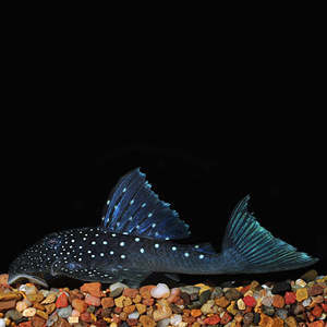 Pleco: Blue Phantom Pleco (L128)