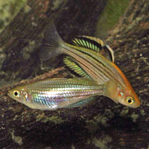 Rainbow Fish: McCulloch's Rainbow