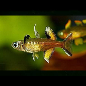 Rainbow Fish: Pacific Blue-Eyed Rainbow