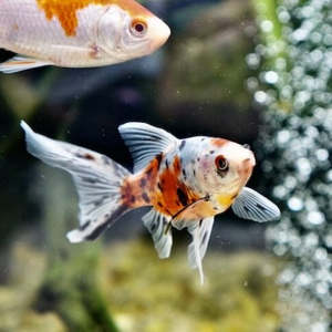 Goldfish: Shubunkin Goldfish