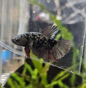 Products: Avatar Copper Jacket Plakatt Male Betta