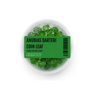 Products: Anubias Barteri 'Coin Leaf' Tissue Culture (Aquascaping Essentials)