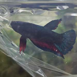Betta: Plakatt Betta Male (blue/red)