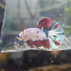 Betta: Painted Plakat Male Betta (2)