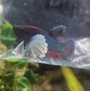 Betta: Elephant Ear Plakatt Male Betta