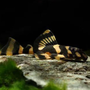 Pleco: Butterfly Pleco (L168)