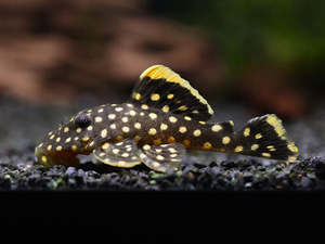 Pleco: Gold Nugget Pleco (L018)