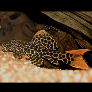 Pleco: Leopard Cactus Pleco (L114)