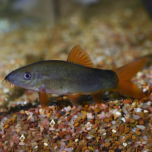 Loaches: Redtail Loach