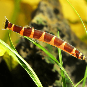 Loaches: Kuhli Loach