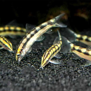 Loaches: Dwarf Chain Loach