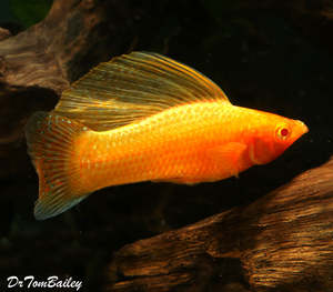 Livebearers: Golden Sailfin Molly