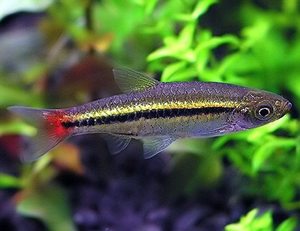 Rasbora Danio: Black Line Rasbora