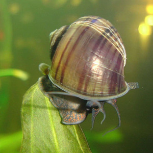 Snails: Apple Snail - Brown