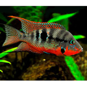 Firemouth Cichlid