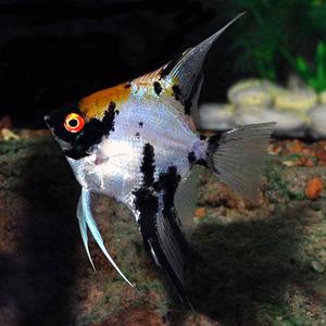 Angel Fish: Koi Angel Fish
