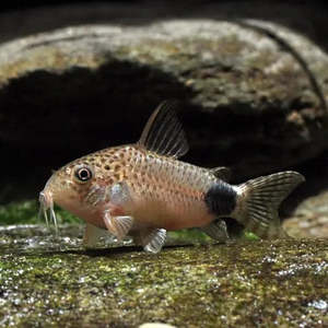 Catfish Corydora: Tailspot Cory