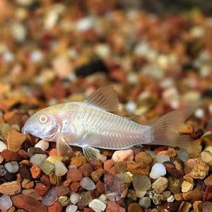 Catfish Corydora: Albino Aeneus Cory