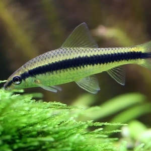 Catfish Corydora: Black Line Flying Fox