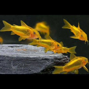 Catfish Corydora: Gold Laser Cory