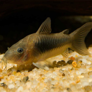 Catfish Corydora: Bronze Cory