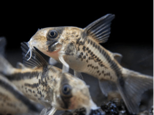Catfish Corydora: Loxozonus Cory