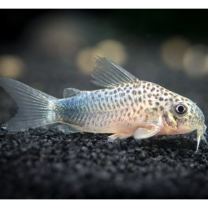 Catfish Corydora: Smudge Spot Cory