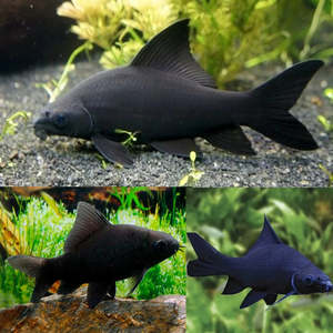 Oddball Arowana: Black Shark