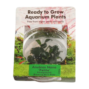 Live Aquarium Plants: Anubias Nana Petite (Tissue Culture)