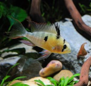 All Aquarium Fish: Bolivian Butterfly Ram