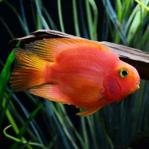 Red Blood Parrot Fish