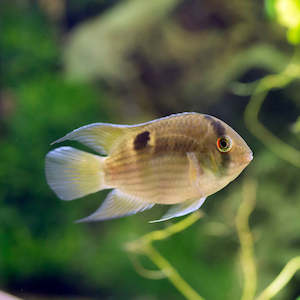 American Cichlids: Keyhole Cichlid