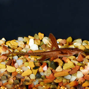Catfish Corydora: Red Whiptail